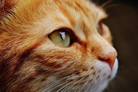 kedilerin gözleri neden kanlanır